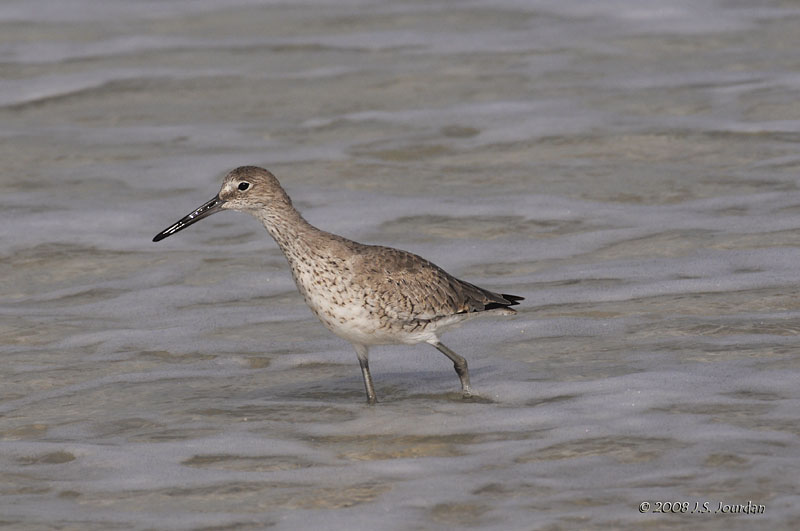 Willet1555b.jpg