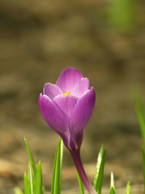 Crocus4846b.jpg