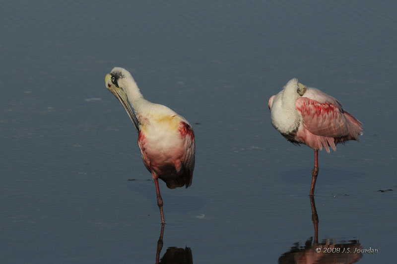 RoseateSpoonbill2164b.jpg