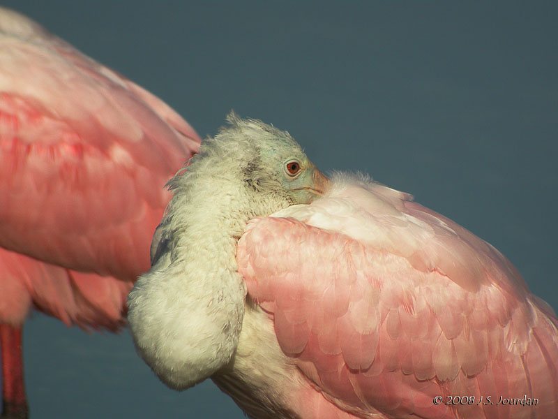 RoseateSpoonbill4744b.jpg