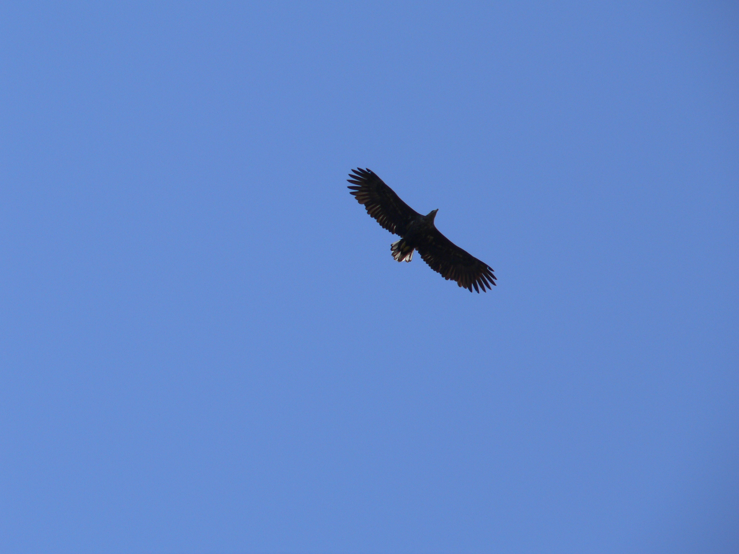 White Eagle