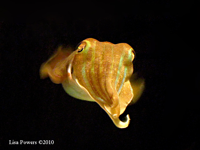 cuttlefish1_webLP.jpg