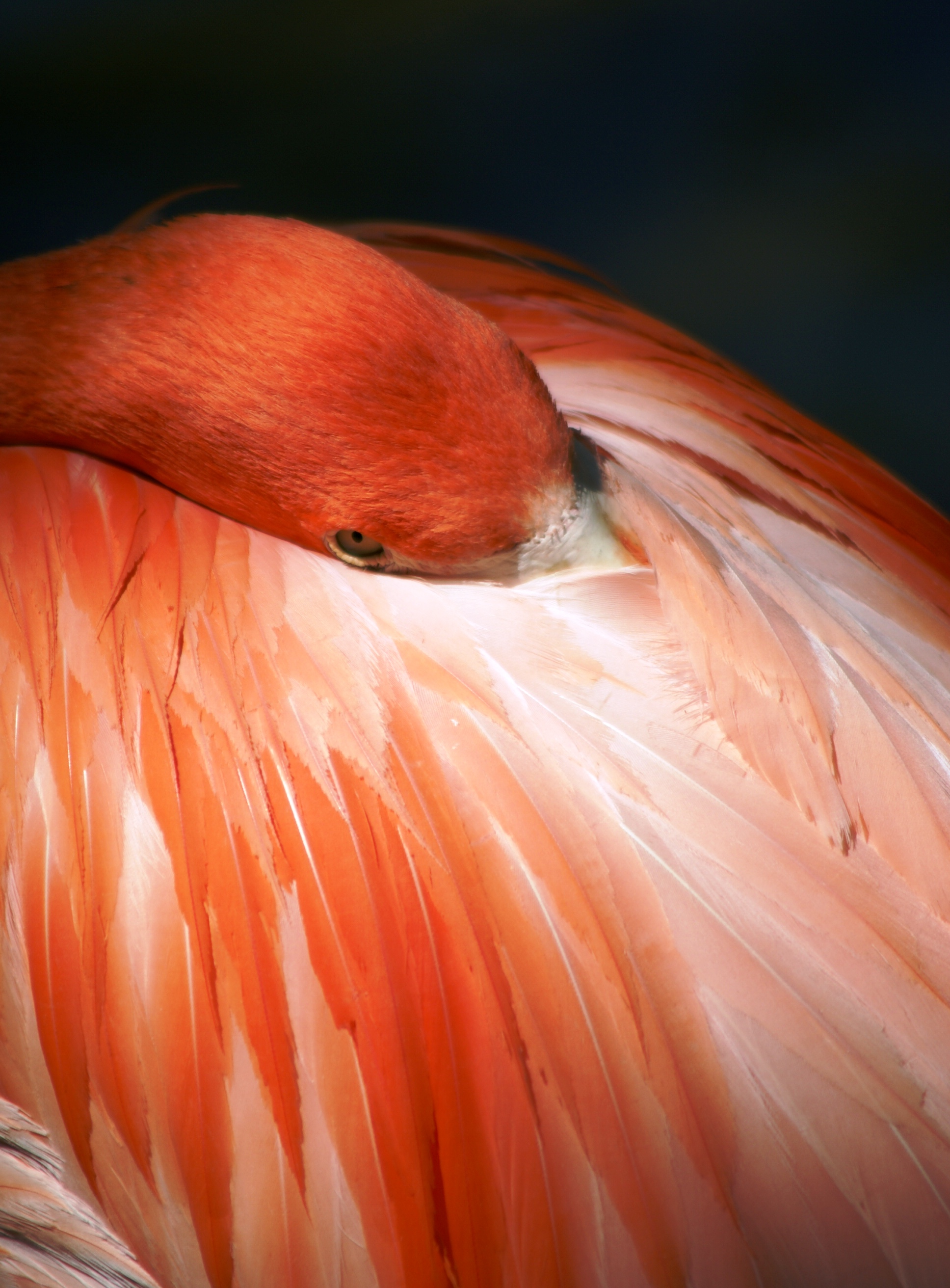 Coy Flamingo
