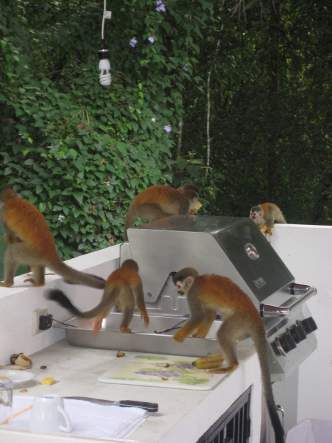 Titi Monkeys Checking out the Pancake Mix