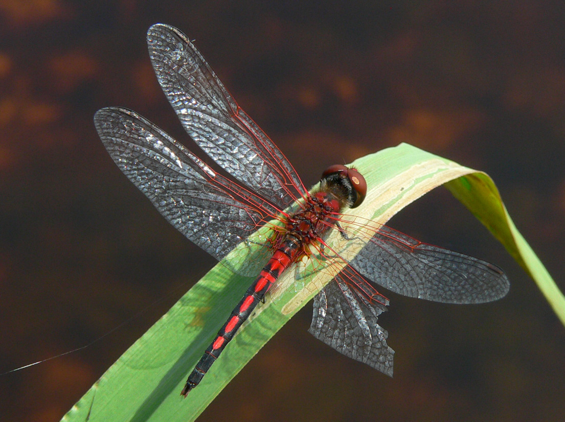 Red-veined Pennant - <i>Celithemis bertha</i>