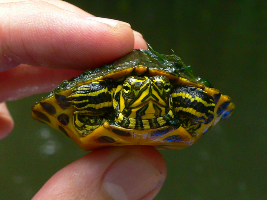 Yellowbelly Slider - <i>Trachemys scripta scripta</i>
