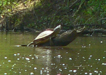 Escambia Map Turtle - Graptemys ernsti