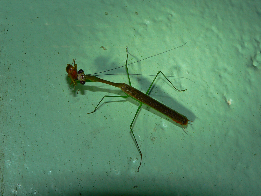 Mantis