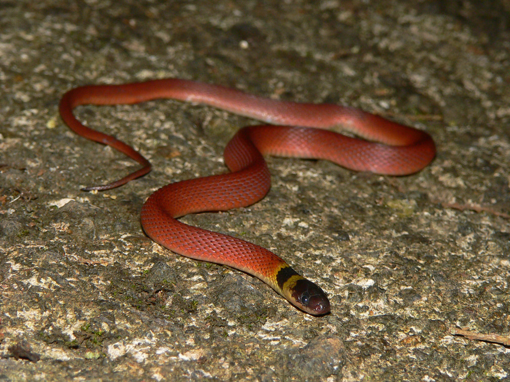 Red Coffeesnake - <i>Ninia sebae</i>