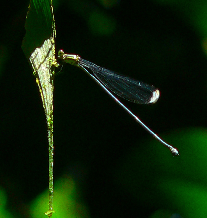 Helicopter Damsel - <i>Megaloprepus</i> sp.