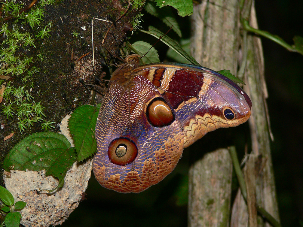 Owl Butterfly