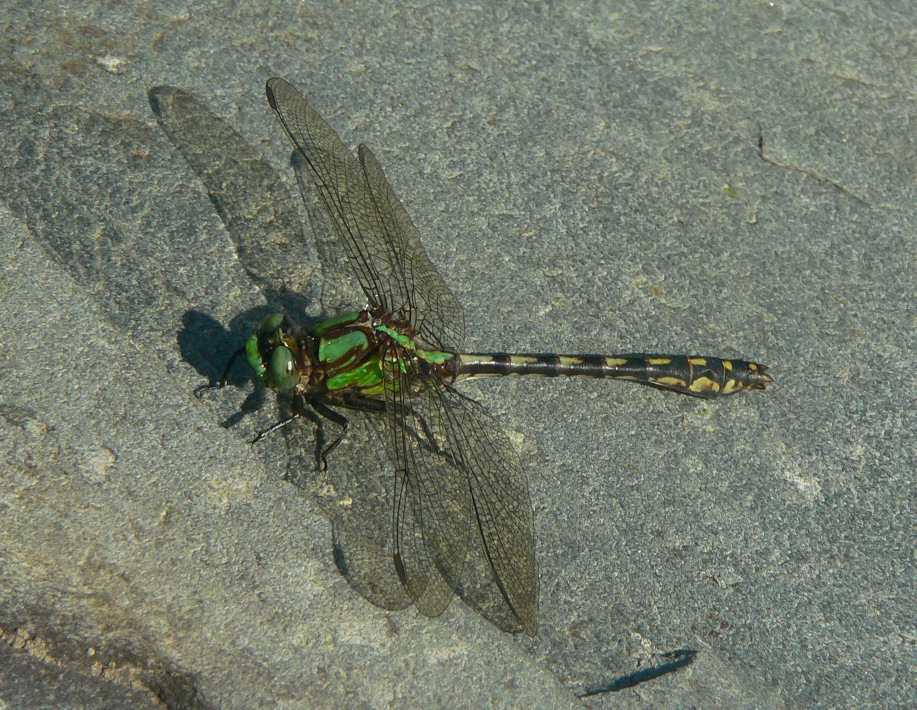 Riffle Snaketail - <i>Ophiogomphus carolus</i>