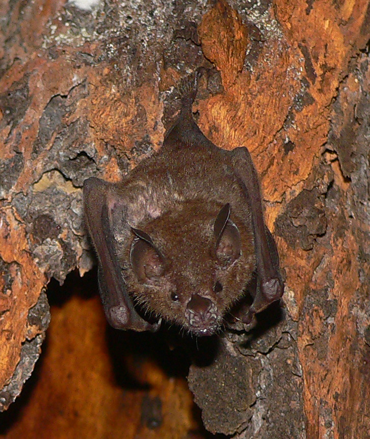 Leaf-nosed Bat - <i>Carollia sp.</i>