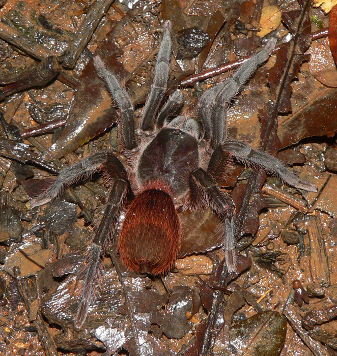 Tarantula