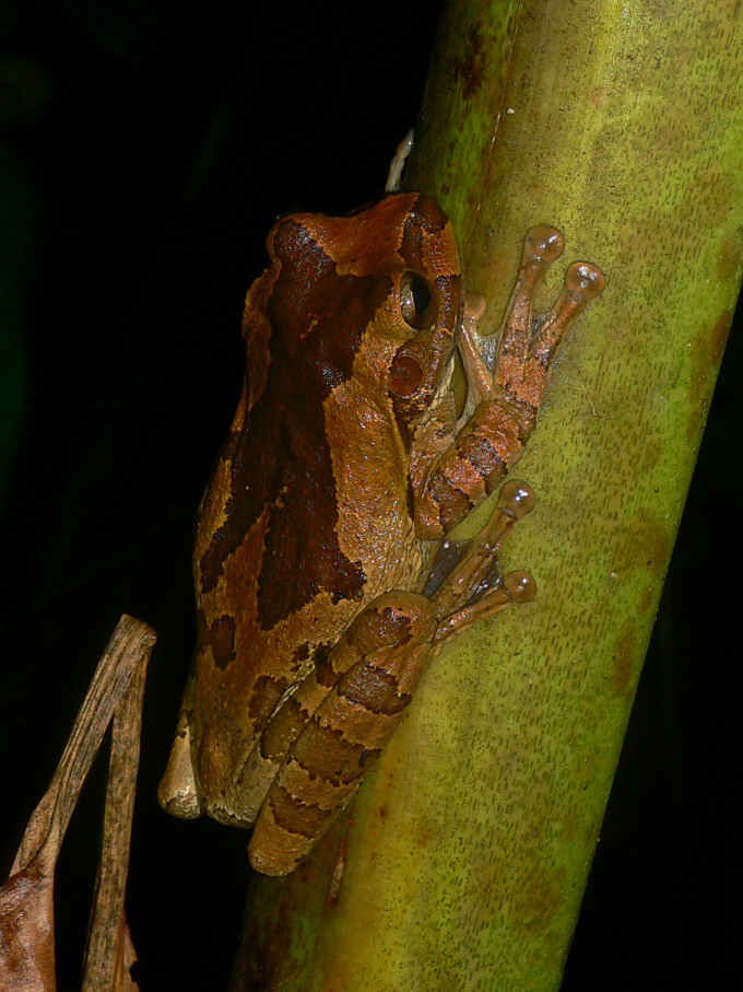 Mexican Treefrog - <i>Smilisca baudinii</i>