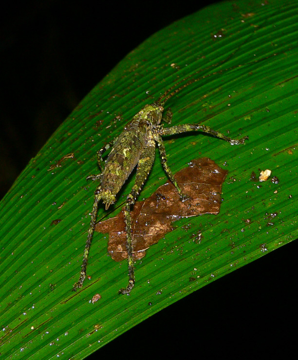 Katydid
