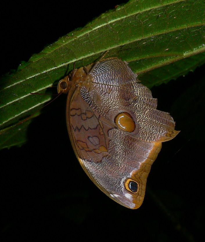 Xanthicles Owl Butterfly - <i>Catoblepia x. xanthicles</i>?