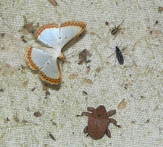 Bugs