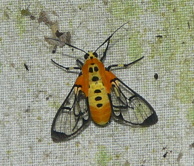 Moth - <i>Hyda basilutea</i>