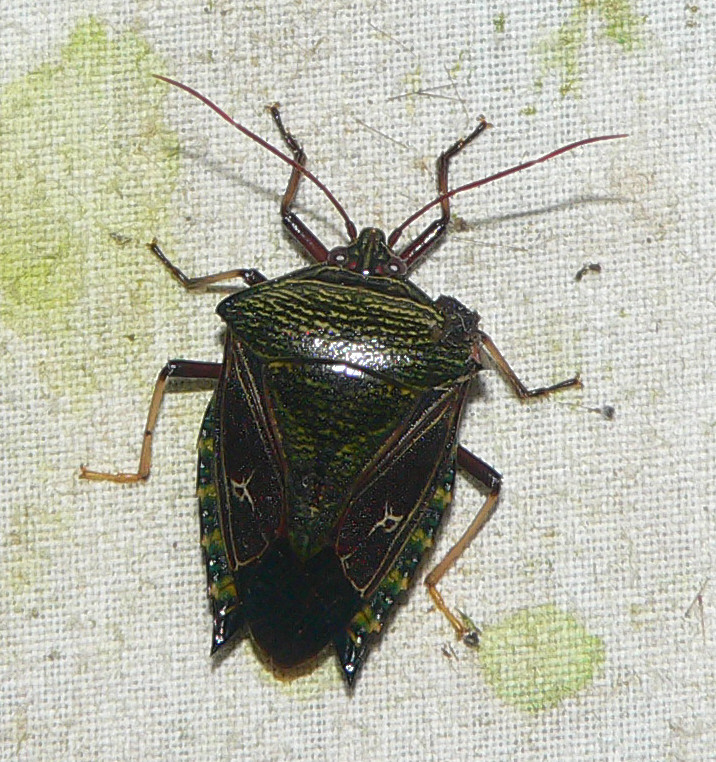 Stinkbug