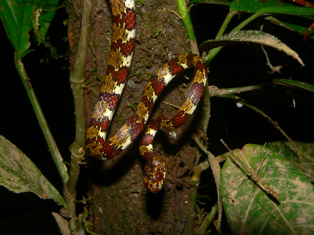 Ringed Slugeater - <i>Sibon annulatus</i>