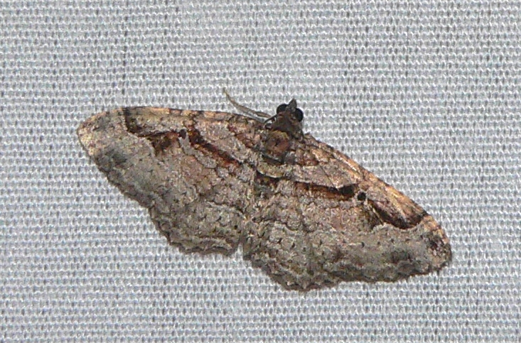 Bent-line Carpet - <i>Costaconvexa centrostrigaria</i>