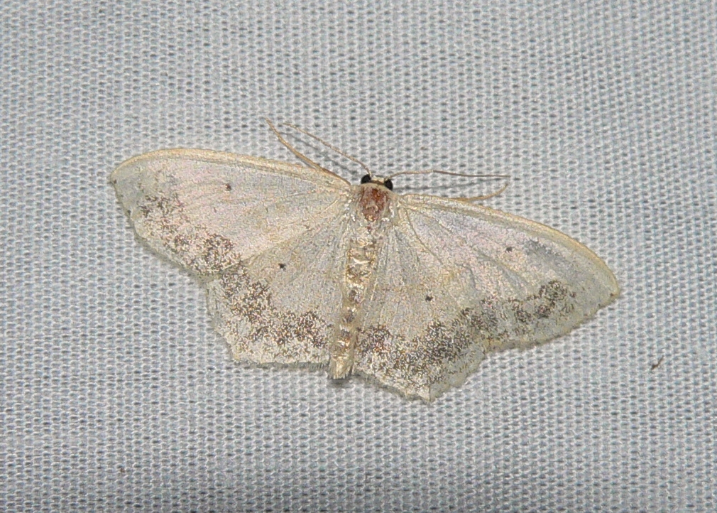 Large Lace-border - <i>Scopula limboundata</i>