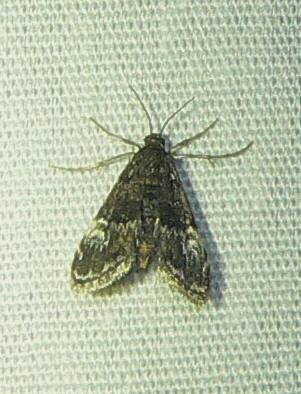 Waterlily Leafcutter Moth - Synclita obliteralis