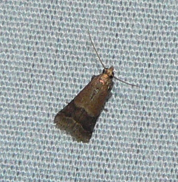 Broad-banded Eulogia Moth - Eulogia ochrifrontella