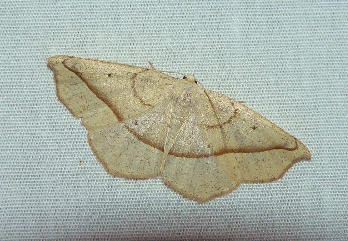 Confused Eusarca - <i>Eusarca confusaria</i>