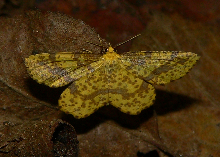 Geometer - <i>Xanthotype</i>