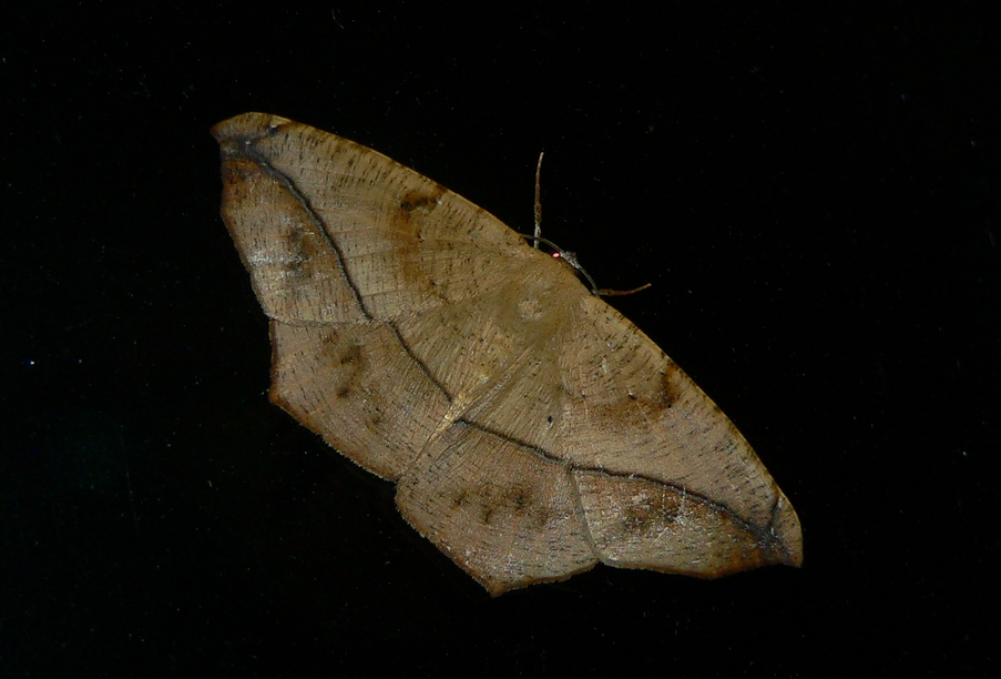 Large Maple Spanworm - <i>Prochoerodes lineola</i>