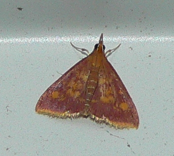 Mint-loving Pyrausta Moth - Pyrausta acrionalis