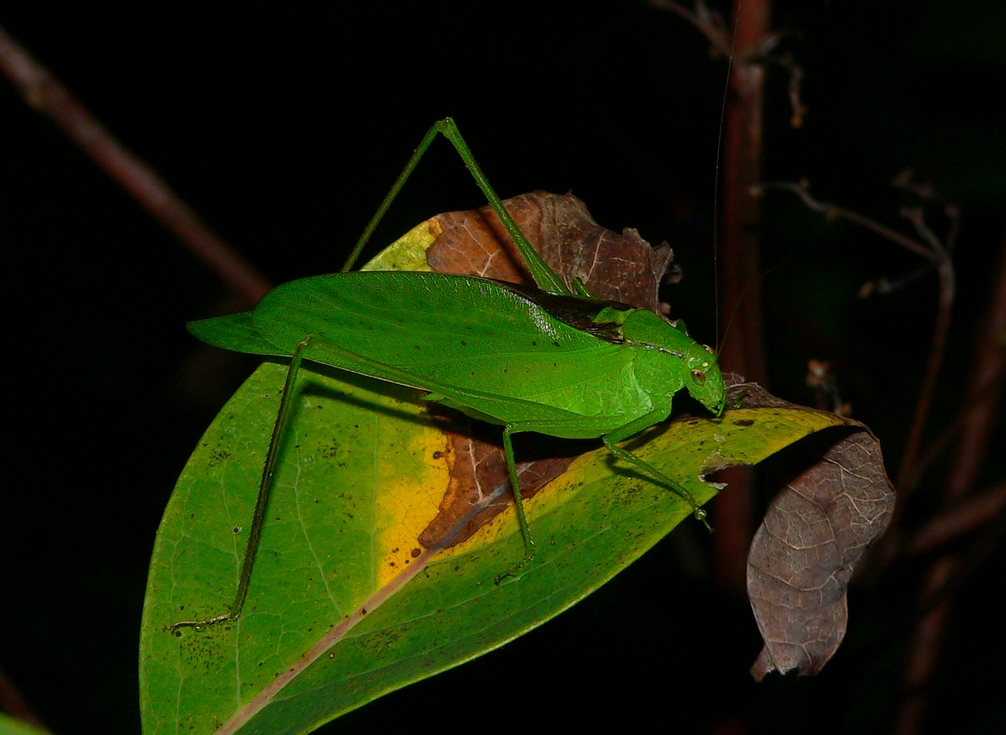 Oblong-winged Katydid - <i>Amblycorypha oblongifolia</i>