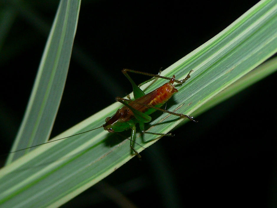 Short-winged Meadow Katydid - <i>Conocephalus brevipennis</i>