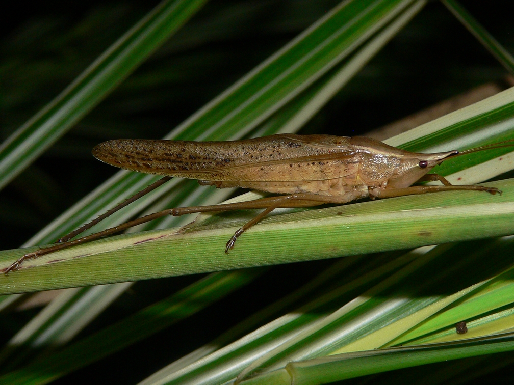 Slightly Musical Conehead - <i>Neoconocephalus exiliscanorus</i>