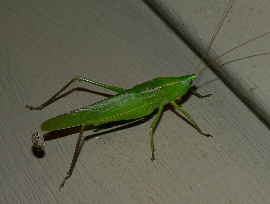 Round-tipped Conehead - <i>Neoconocephalus retusus</i>