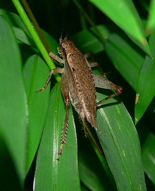 Jumping Bush Cricket - <i>Orocharis saltator</i>