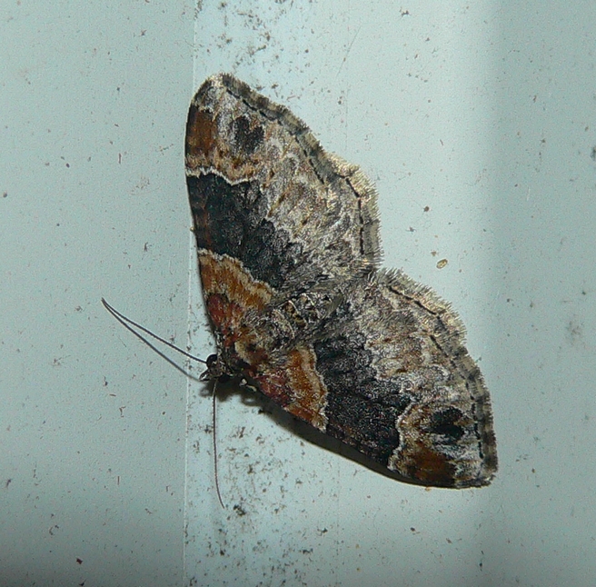 Red Twin-spot - <i>Xanthorhoe ferrugata</i>