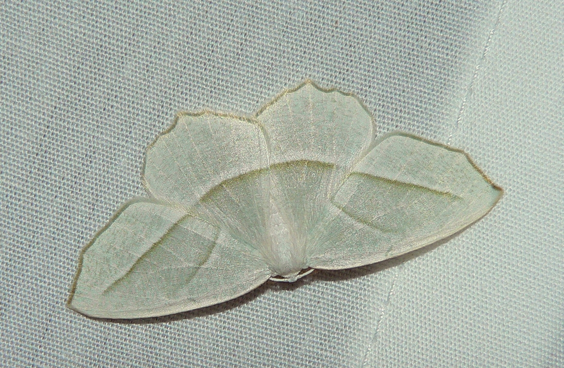 Pale Beauty - <i>Campaea perlata</i>