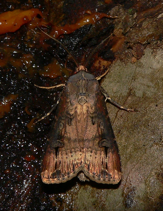 Ipsilon Dart - <i>Agrotis ipsilon</i>