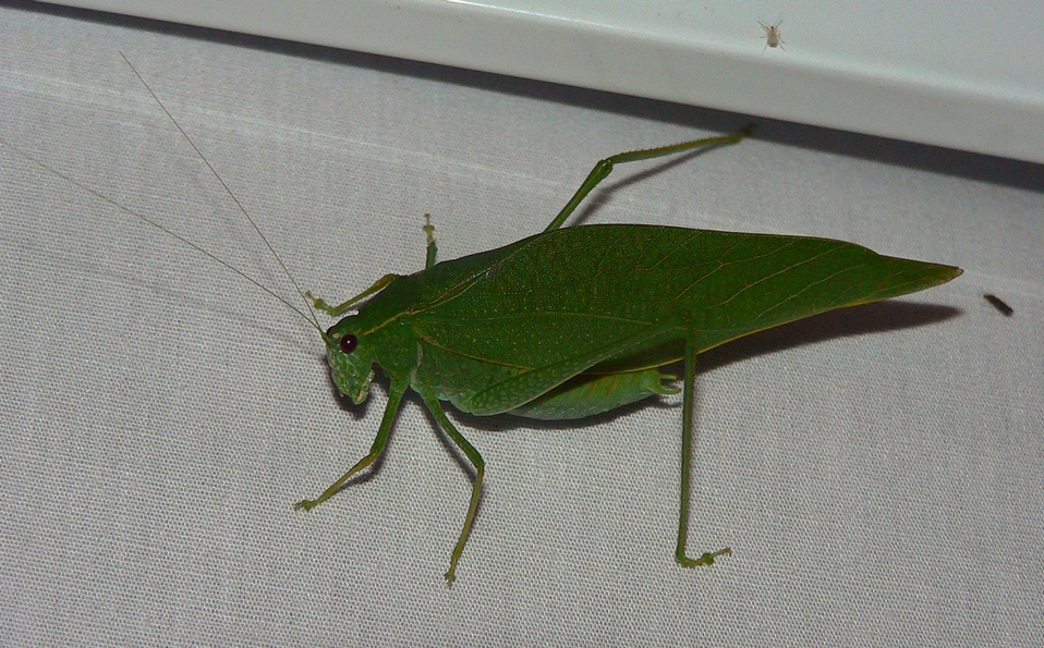 Greater Angle-wing Katydid - <i>Microcentrum rhombifolium</i>