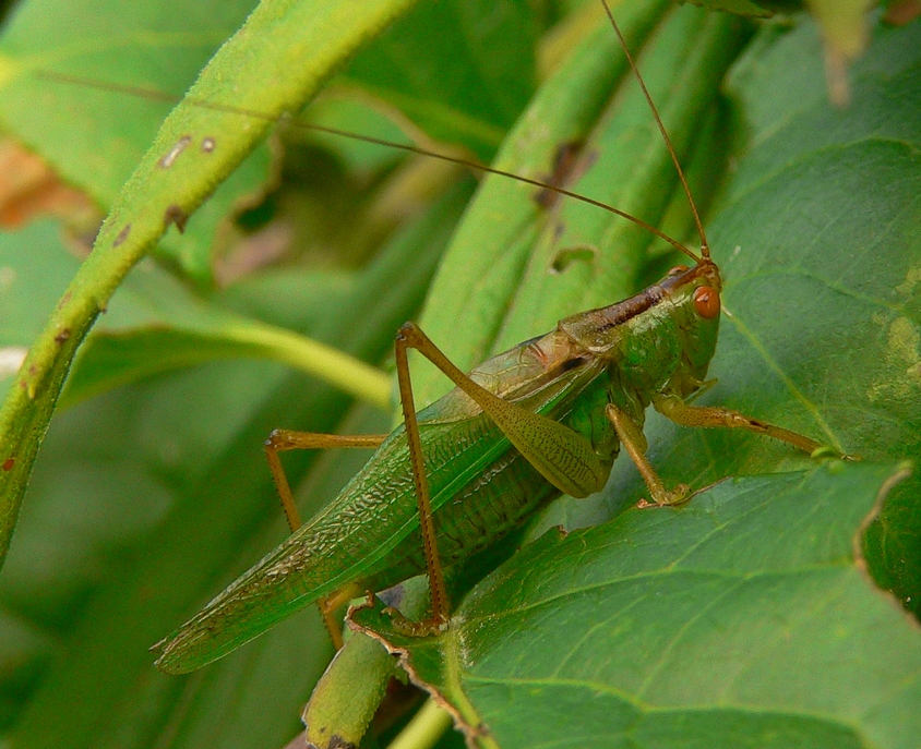 Meadow Katydid