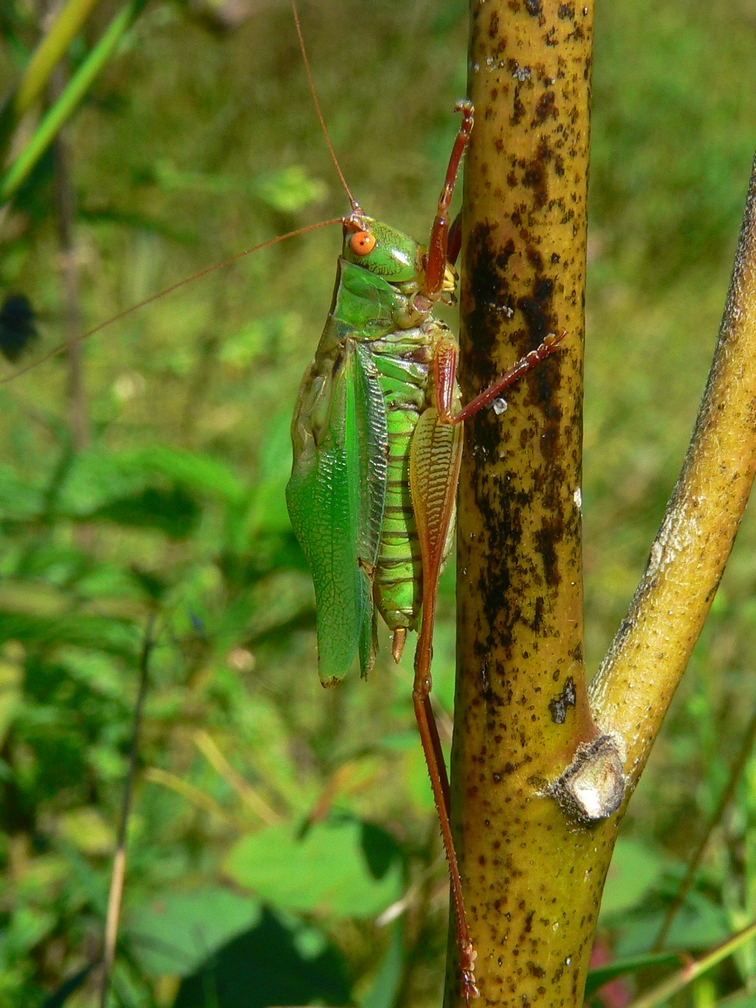 Meadow Katydid