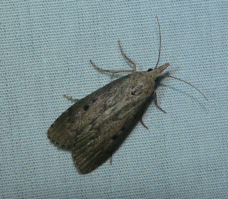 Bee Moth - <i>Aphomia sociella</i>