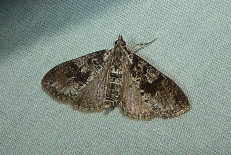 Splendid Palpita - <i>Palpita magniferalis</i>