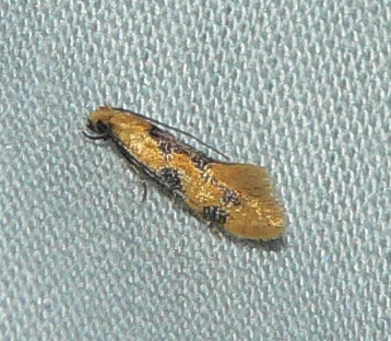 Yellow Wave Moth - Hybroma servulella