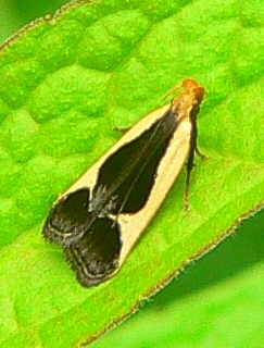 Cream-bordered Dichomeris - Dichomeris flavocostella