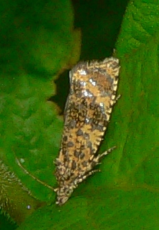 Iron-lined Olethreutes - Olethreutes ferrolineana