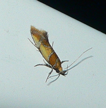 Orange-headed Epicallima Moth - <i>Epicallima argenticinctella</i>